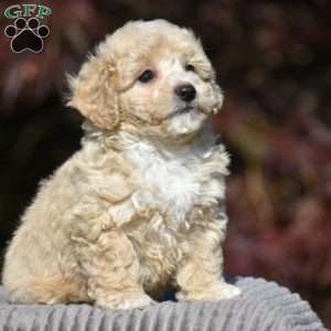 Lincoln, Bich-Poo Puppy